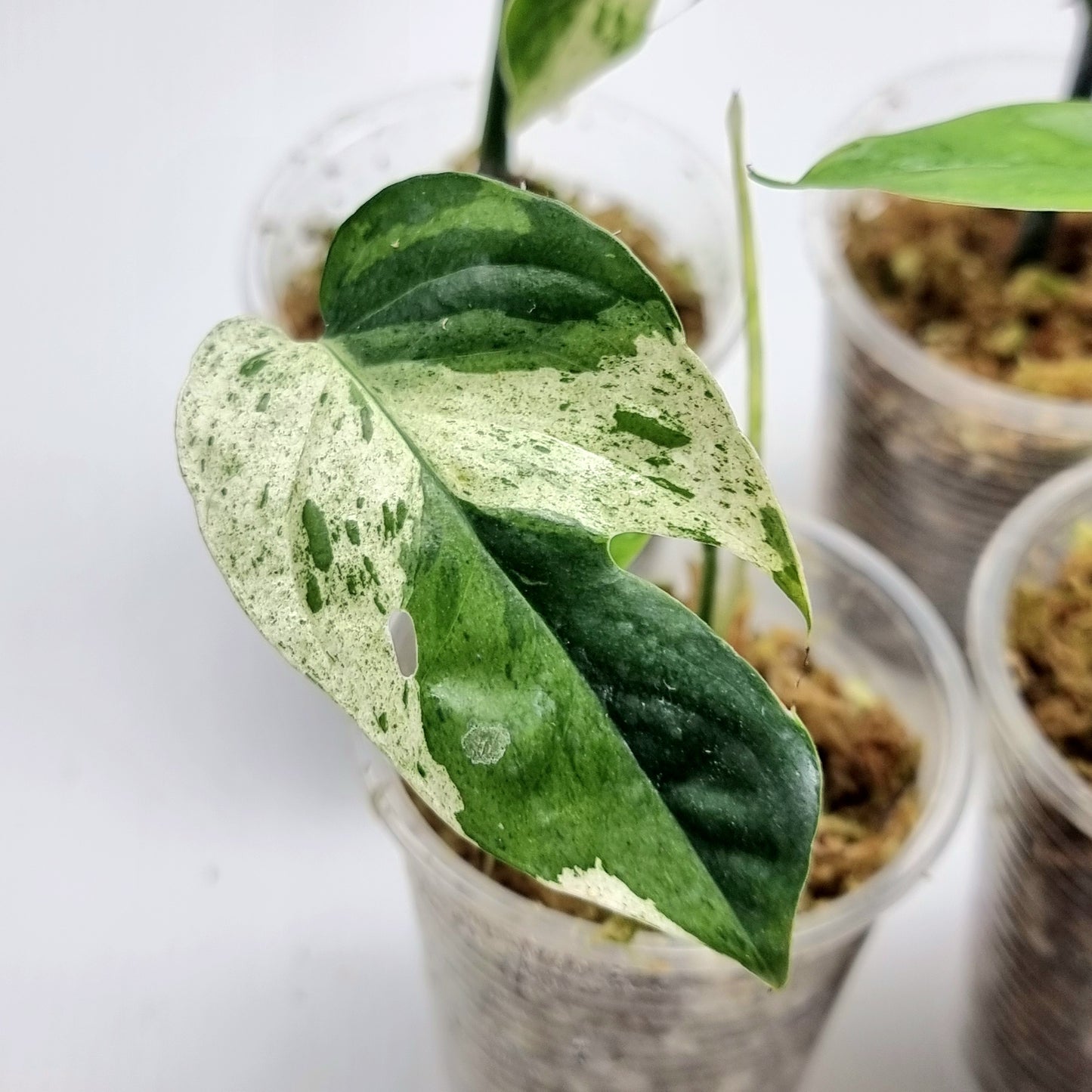 Epipremnum pinnatum 'Marble'