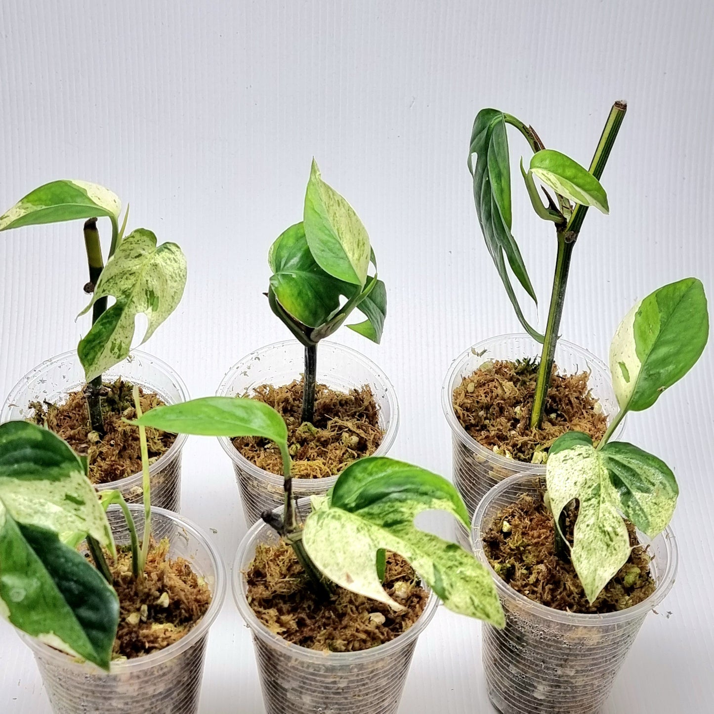 Epipremnum pinnatum 'Marble'