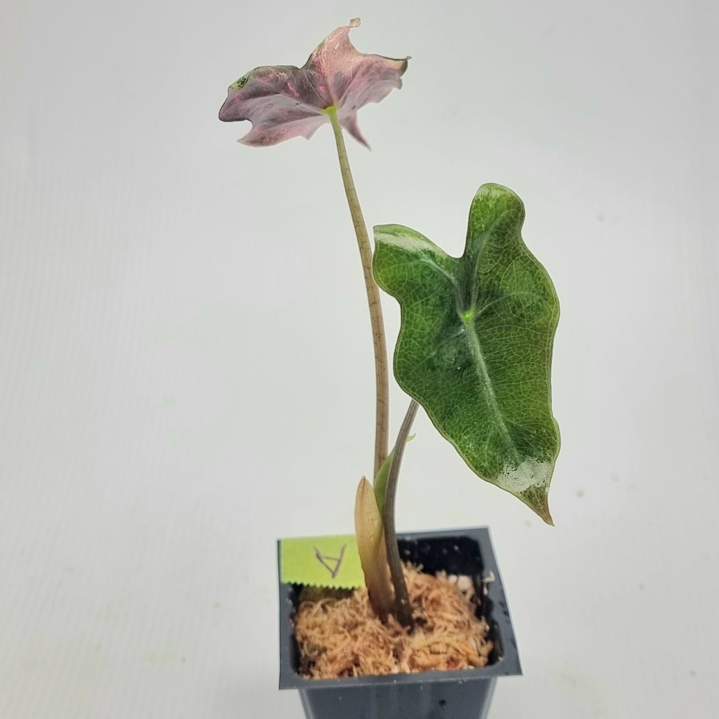 Alocasia sanderiana "Nobilis" Pink Variegated