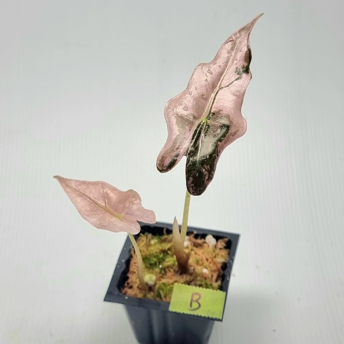 Alocasia sanderiana "Nobilis" Pink Variegated