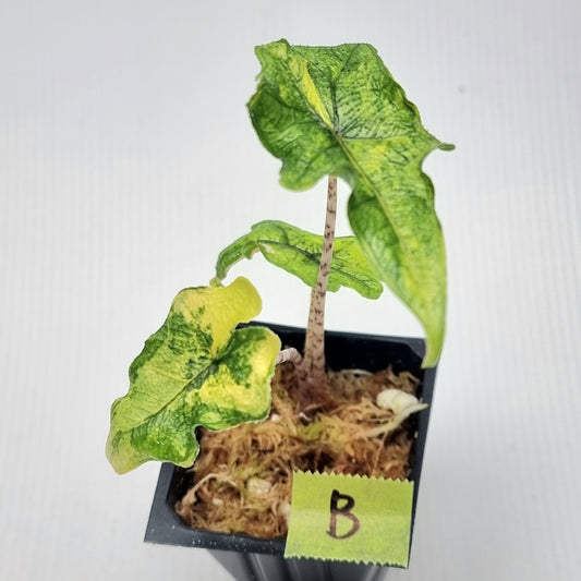 Alocasia Jacklyn Variegated