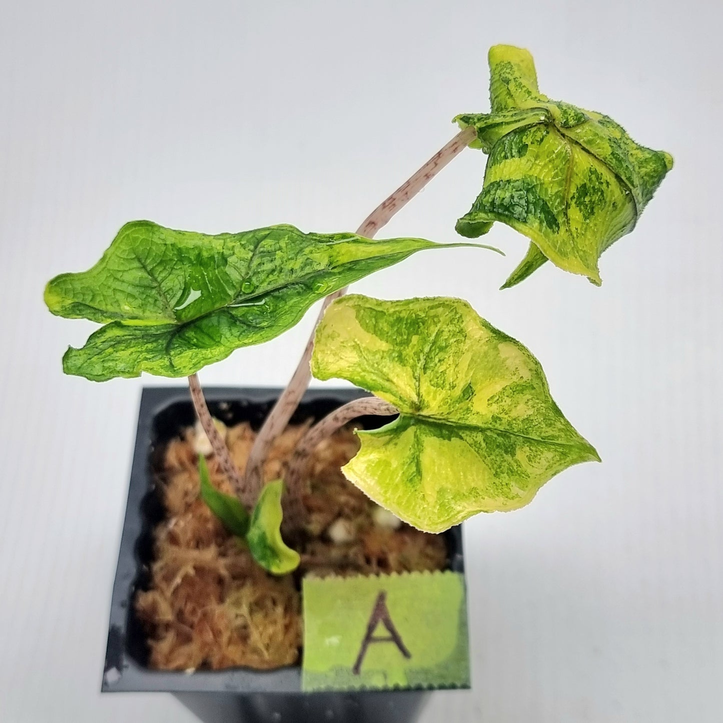 Alocasia Jacklyn Variegated
