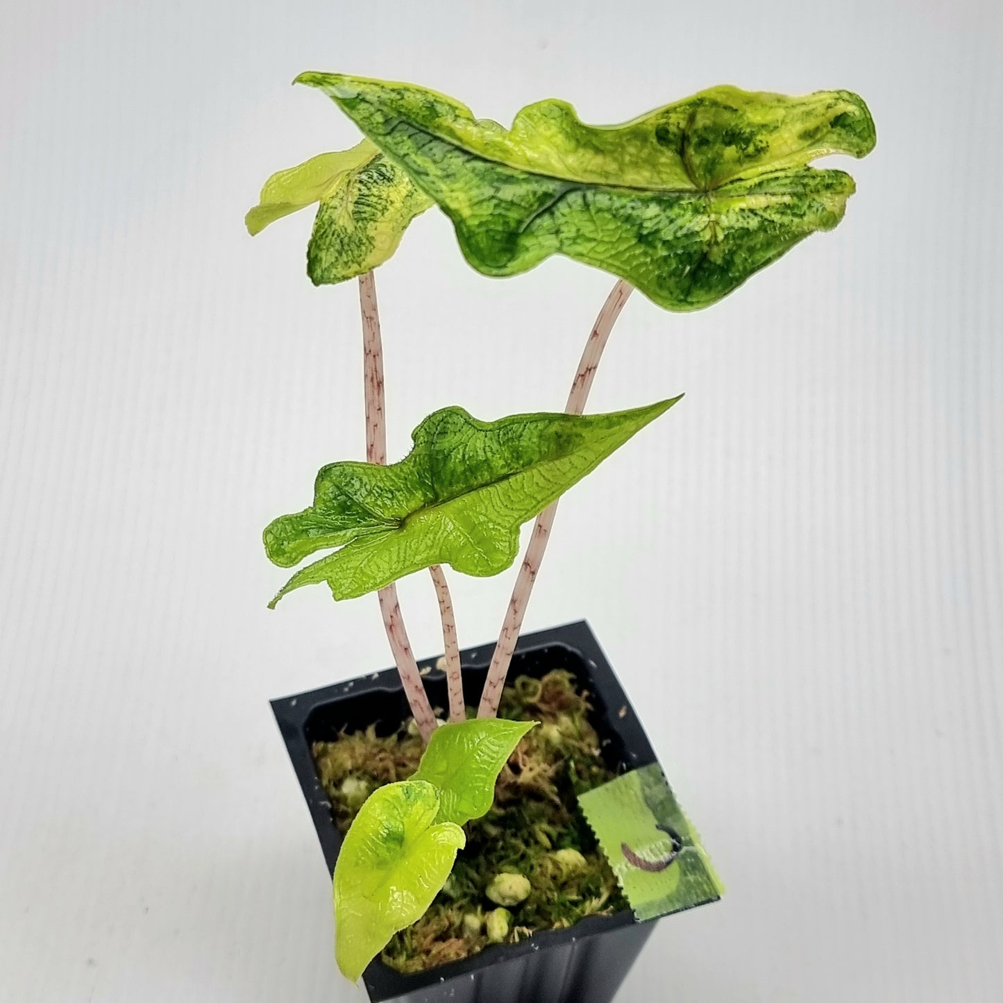 Alocasia Jacklyn Variegated