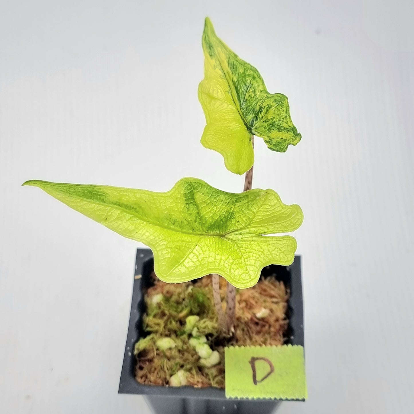 Alocasia Jacklyn Variegated