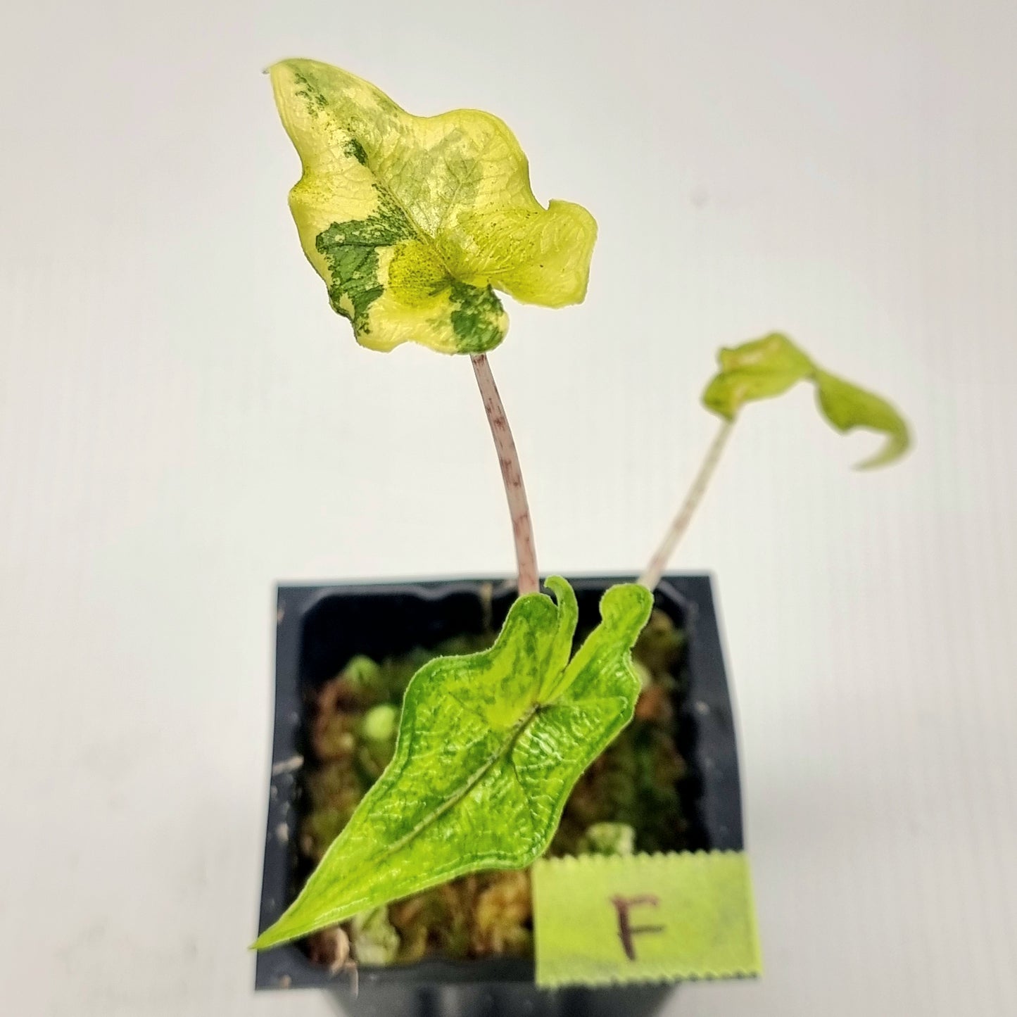 Alocasia Jacklyn Variegated