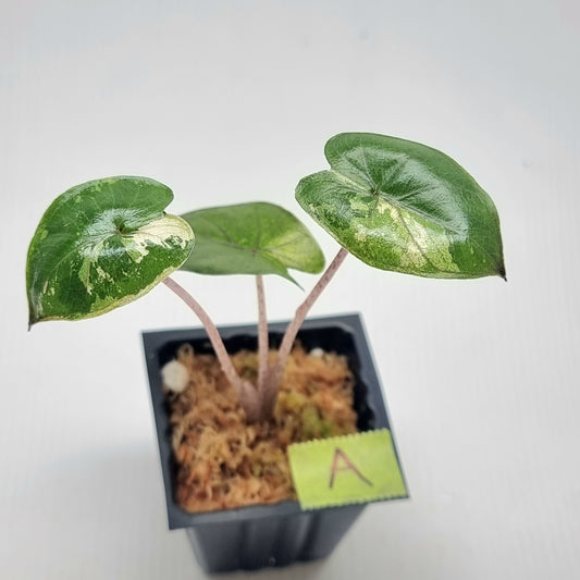 Alocasia Yucatan Princess Variegated