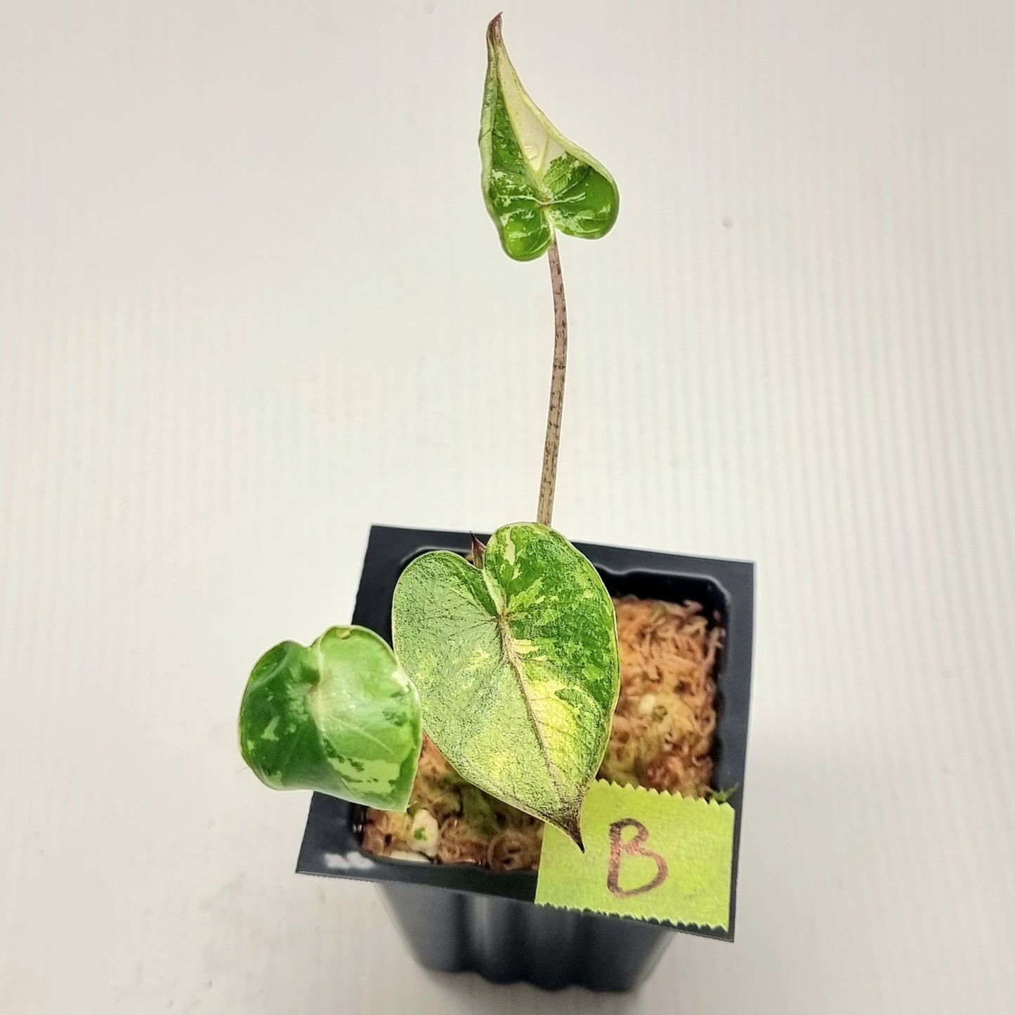 Alocasia Yucatan Princess Variegated