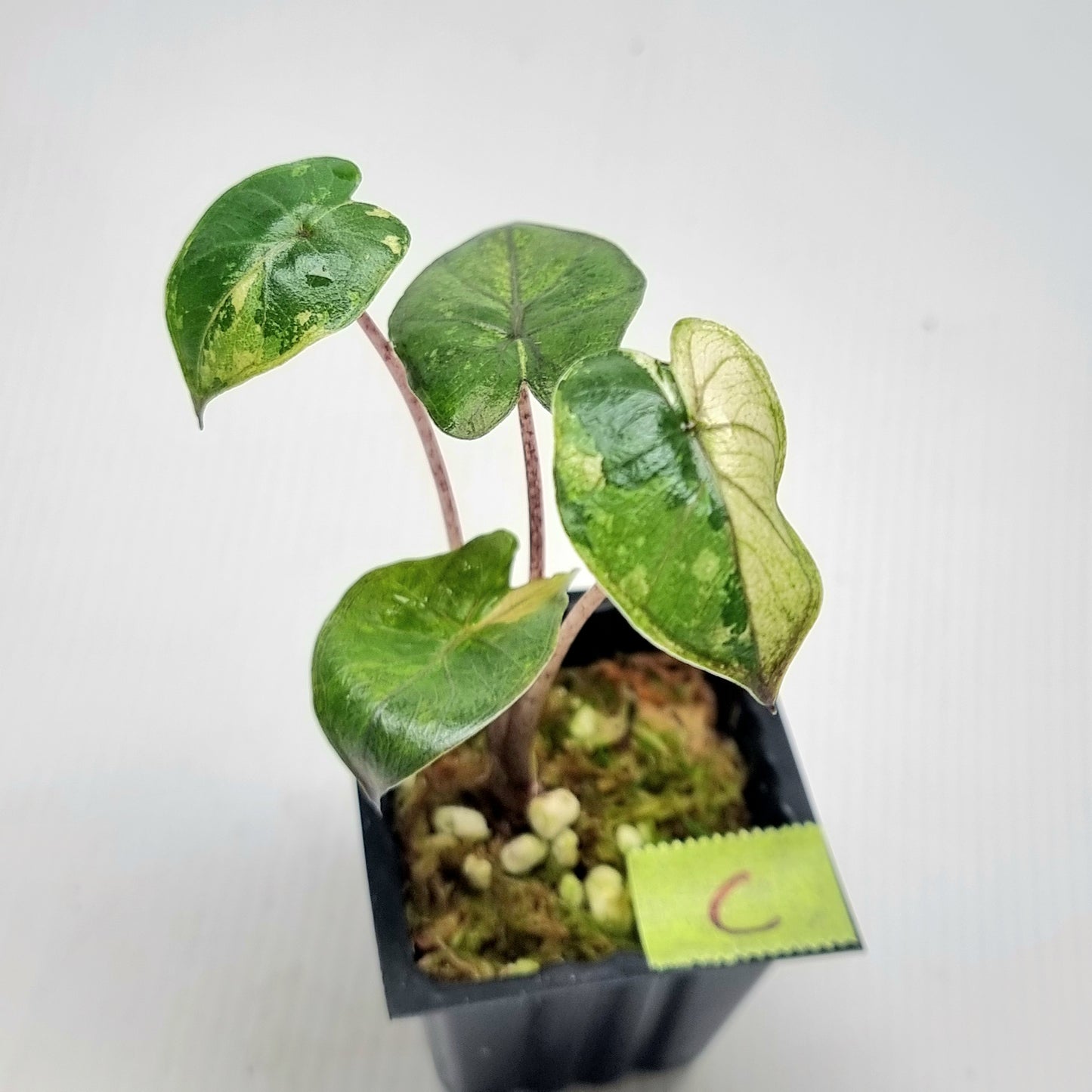 Alocasia Yucatan Princess Variegated