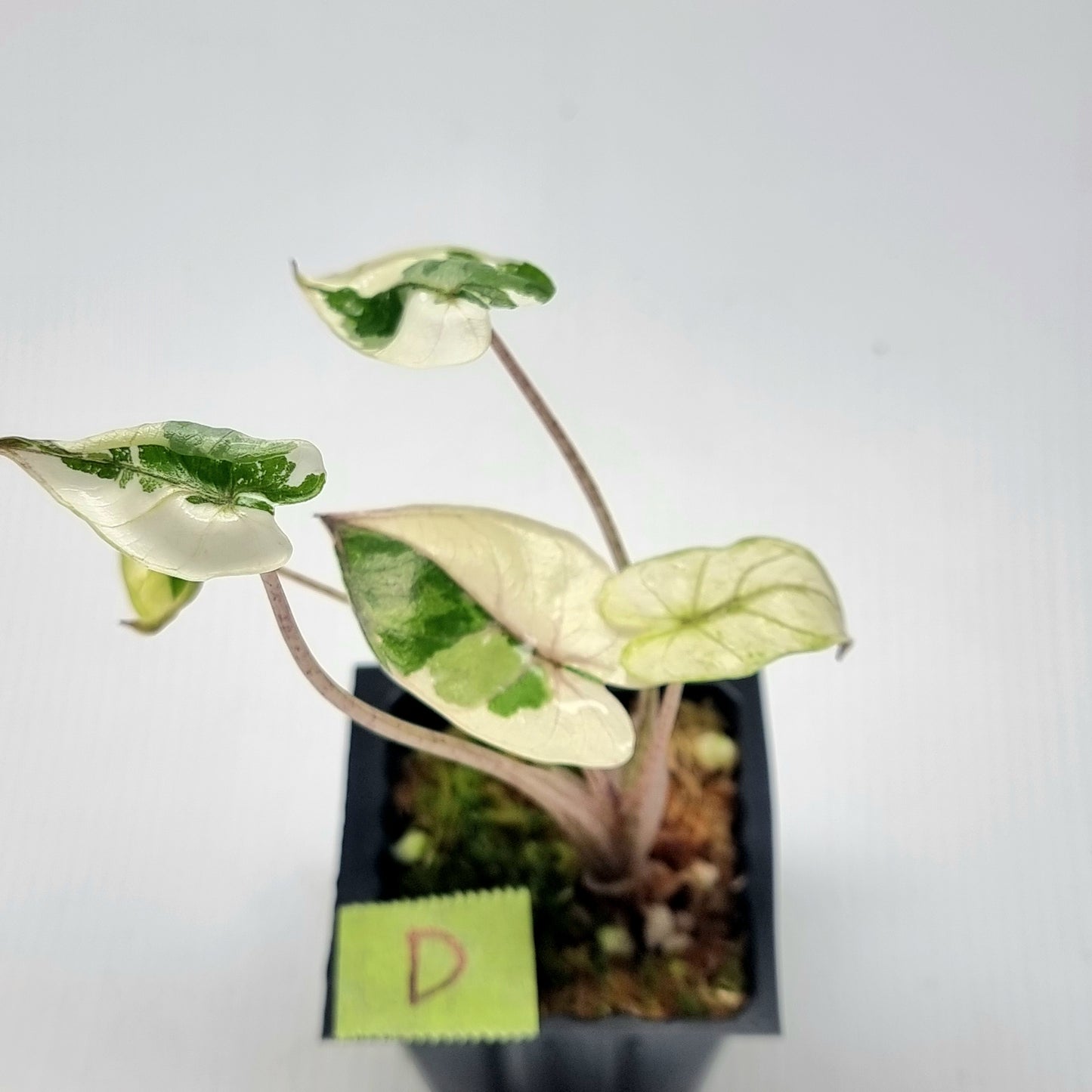 Alocasia Yucatan Princess Variegated
