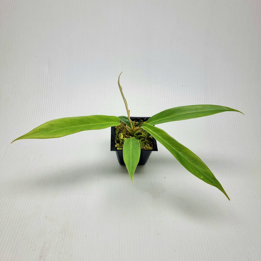 Philodendron Florida Beauty x P. tortum REVERTED