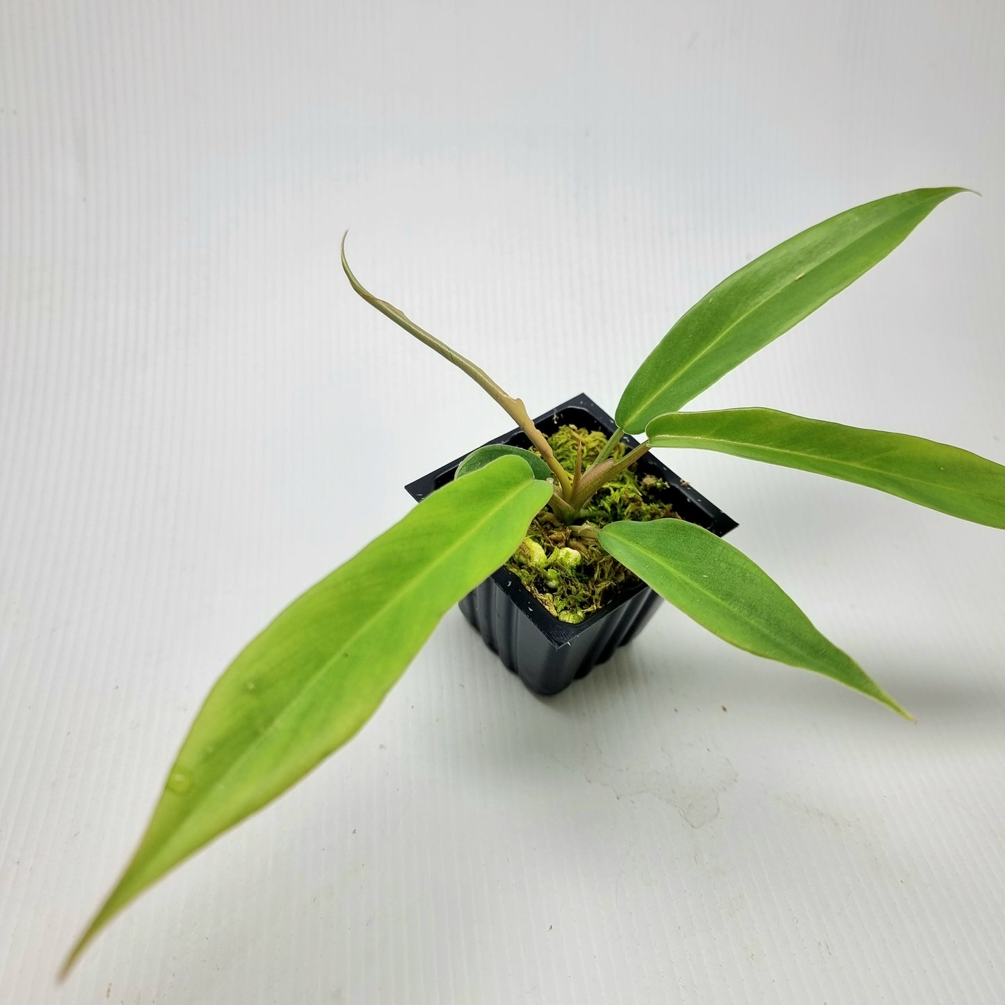 Philodendron Florida Beauty x P. tortum REVERTED