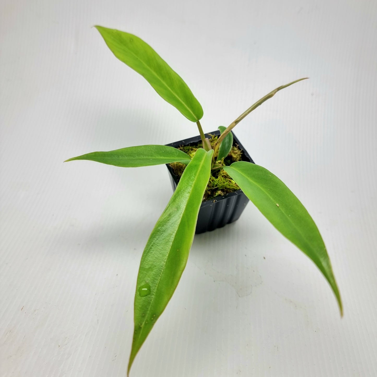 Philodendron Florida Beauty x P. tortum REVERTED