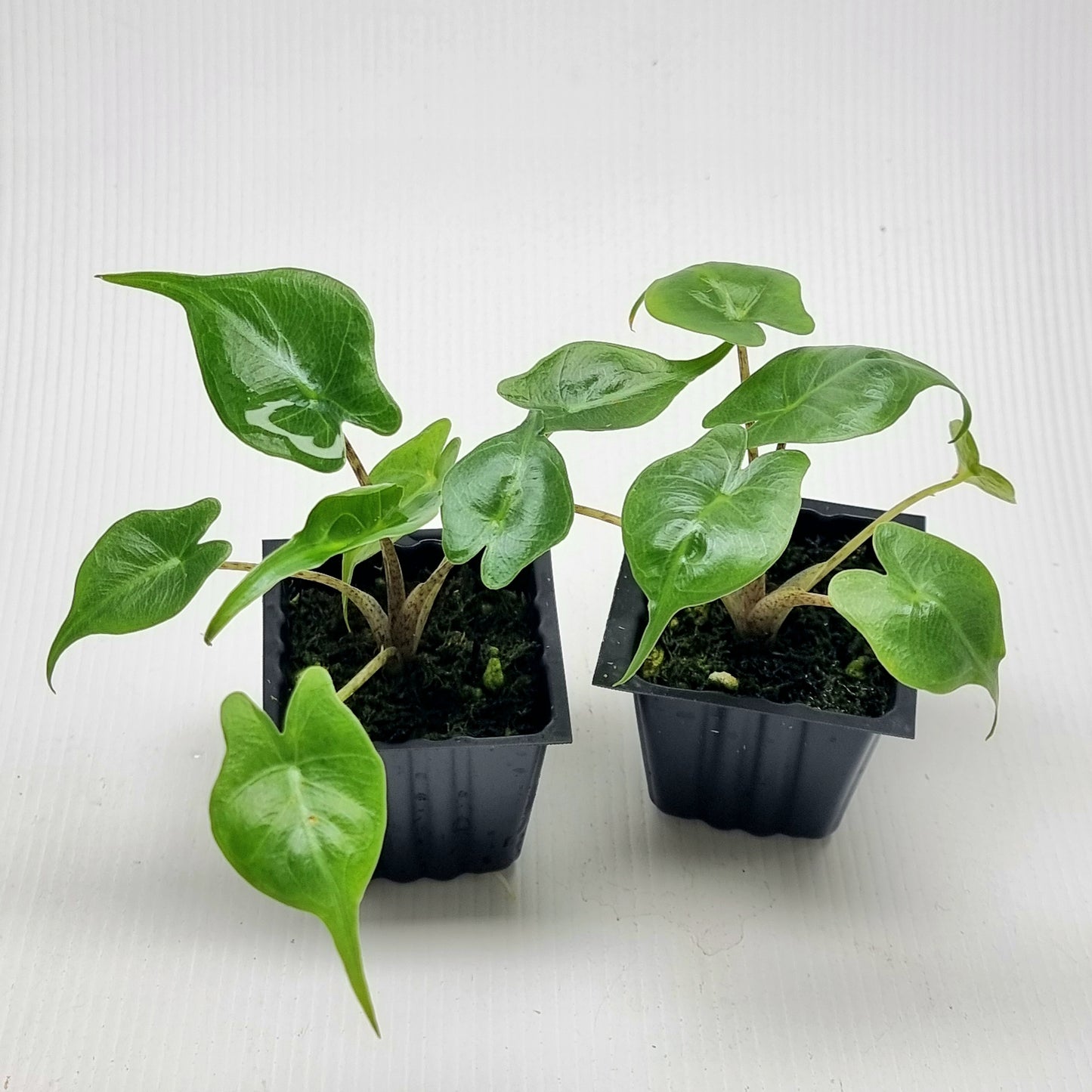 Alocasia Stingray Reverted