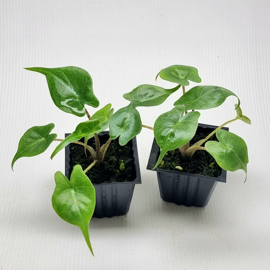 Alocasia Stingray Reverted
