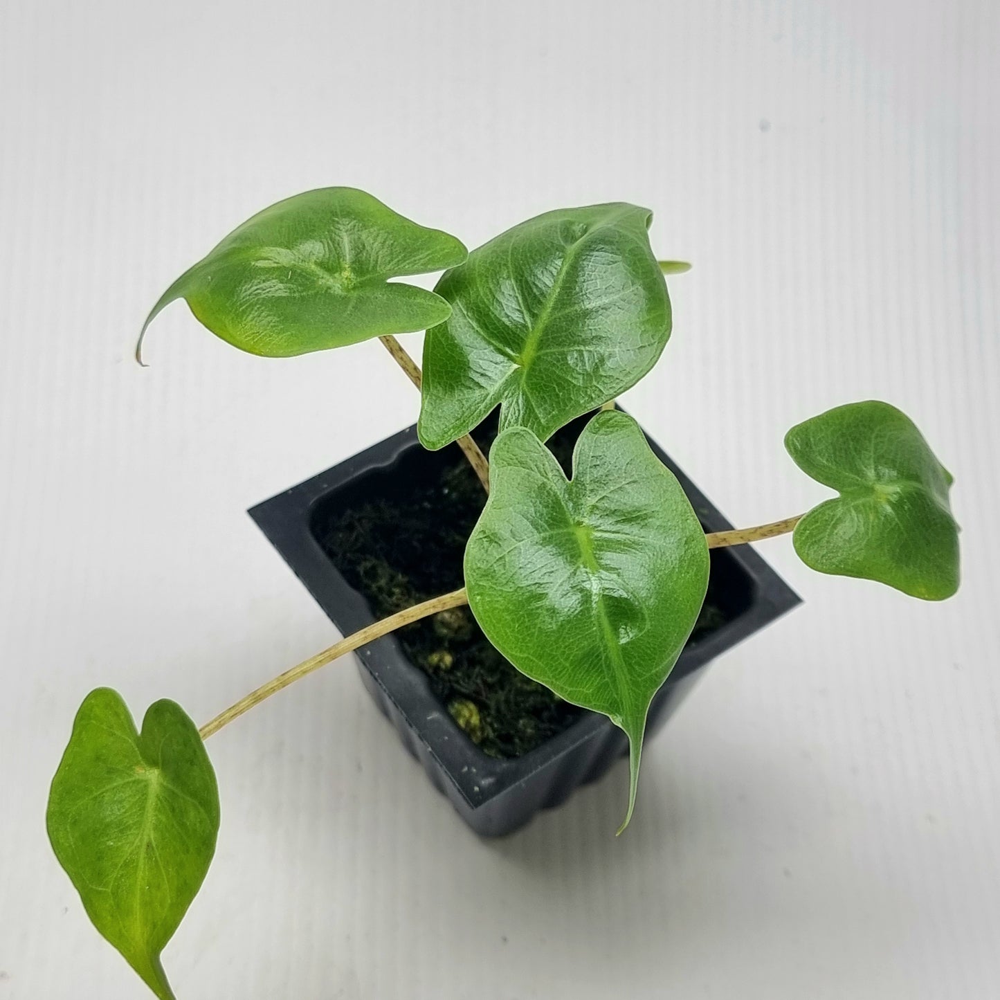 Alocasia Stingray Reverted