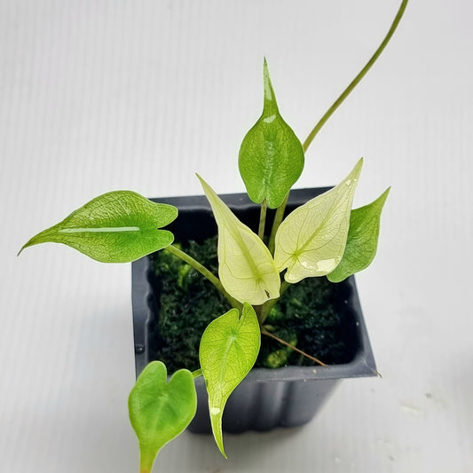 Alocasia Stingray Mint