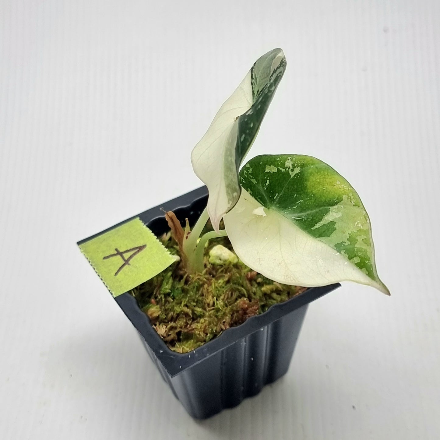 Alocasia black velvet Pink Variegated