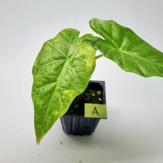 Alocasia portora Aurea variegated