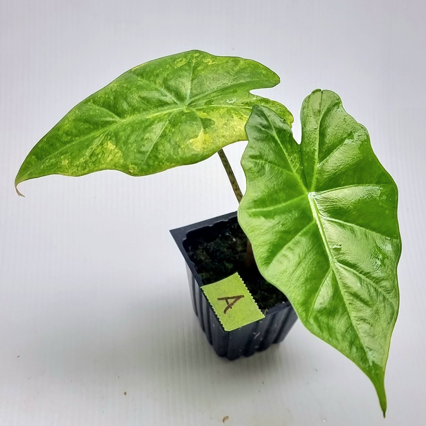 Alocasia portora Aurea variegated