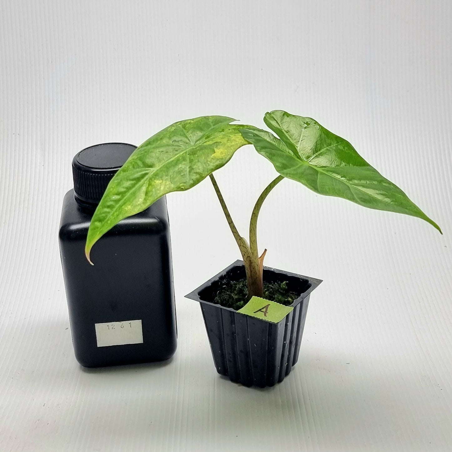Alocasia portora Aurea variegated