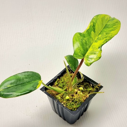 Philodendron squamiferum X P. Florida Beauty Variegated