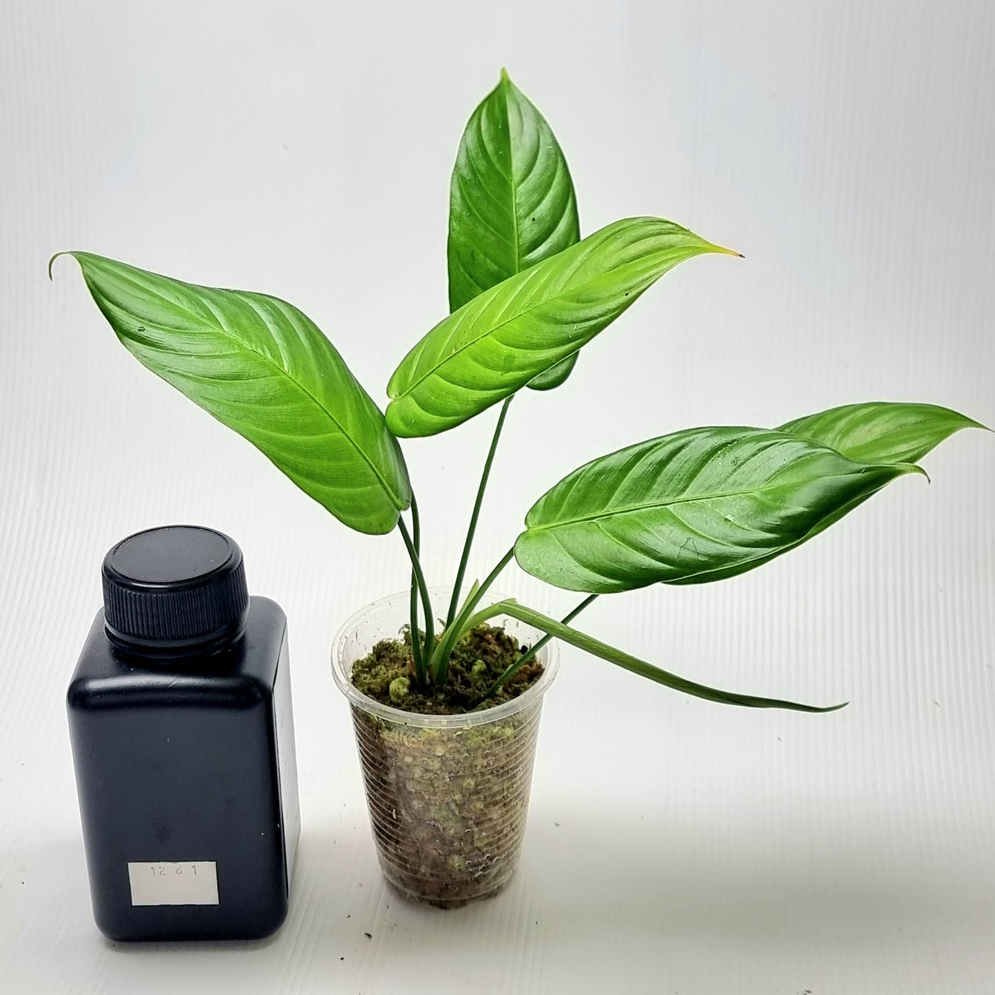 Philodendron scherberichii