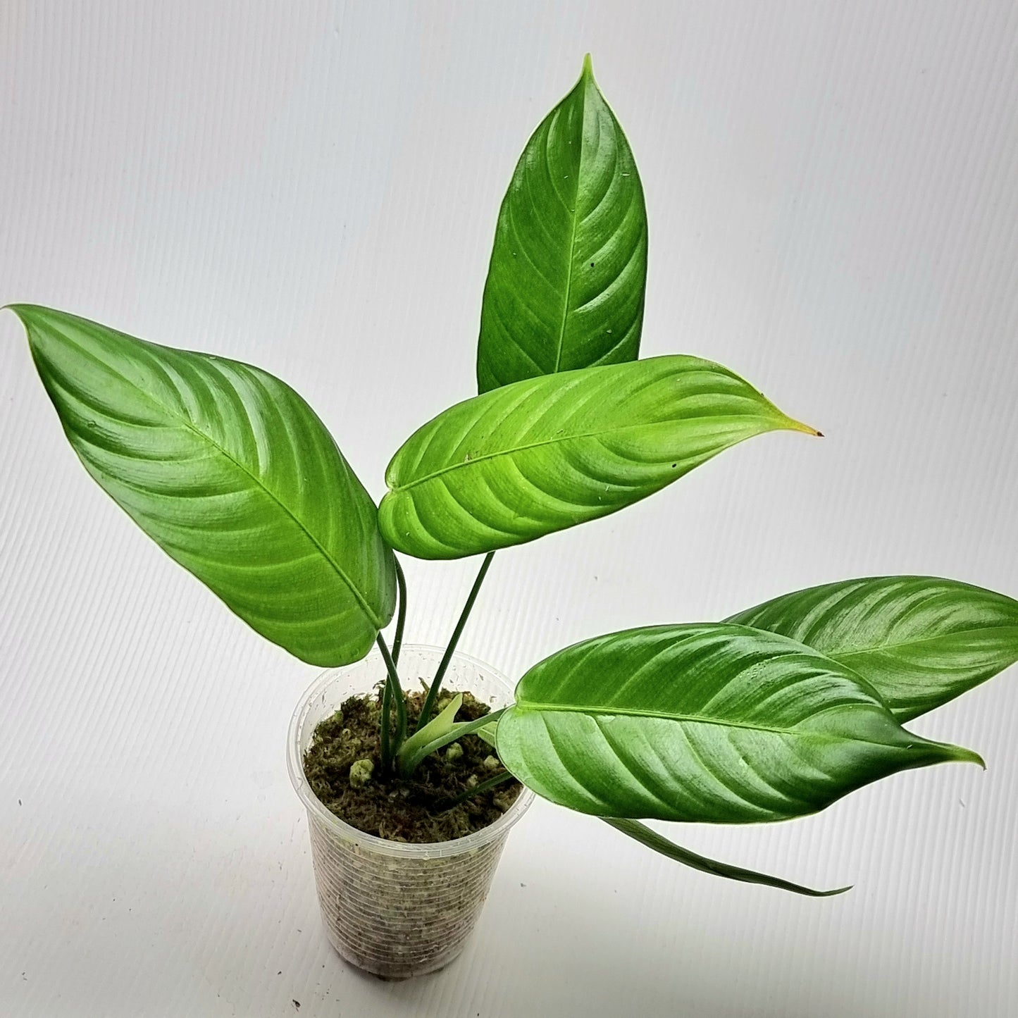 Philodendron scherberichii