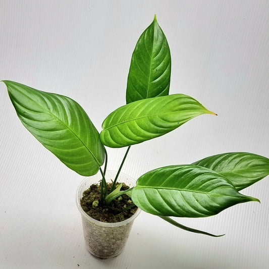 Philodendron scherberichii