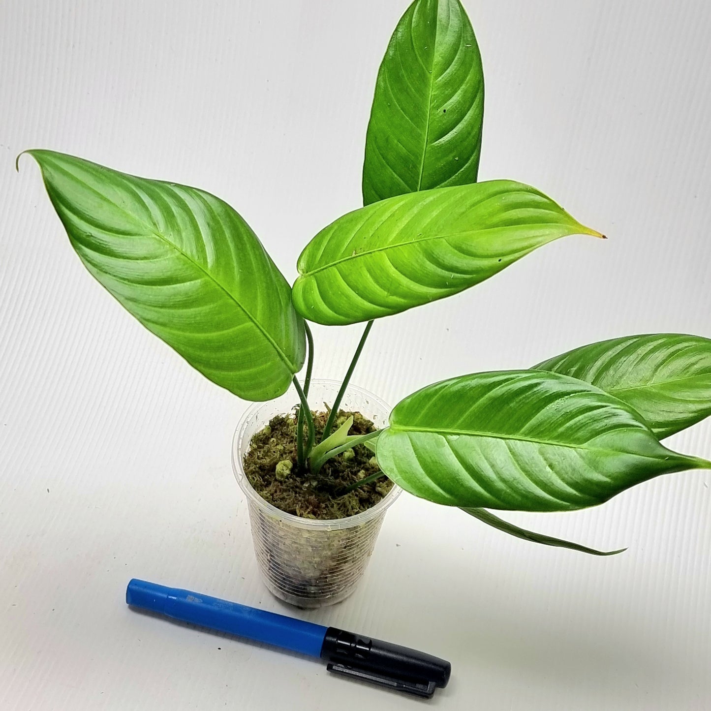 Philodendron scherberichii