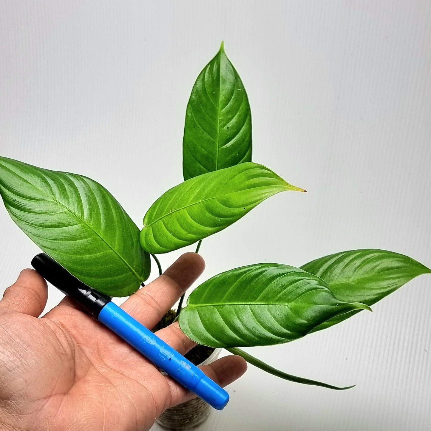 Philodendron scherberichii