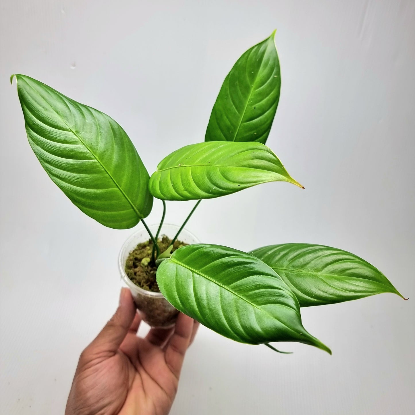 Philodendron scherberichii