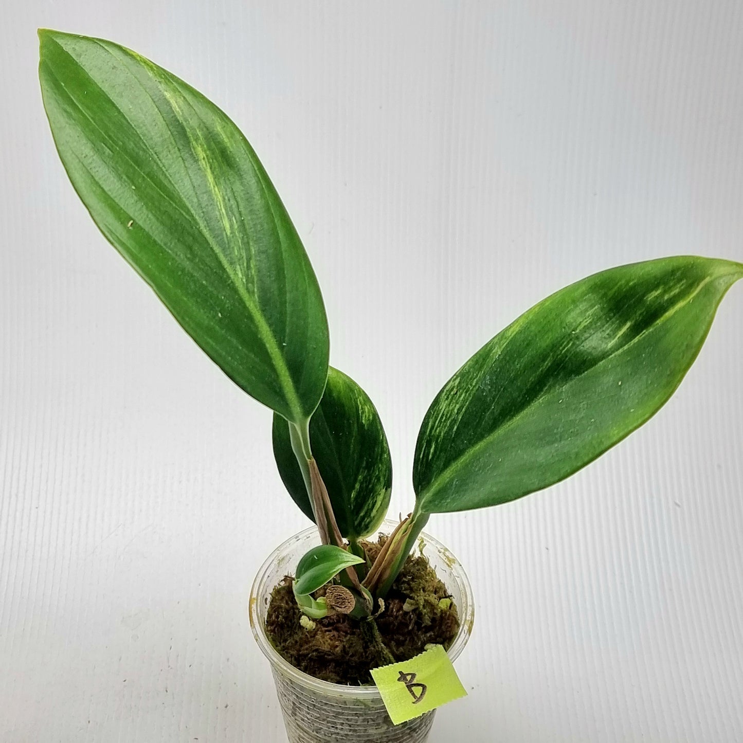 Scindapsus rupestris Aurea variegated