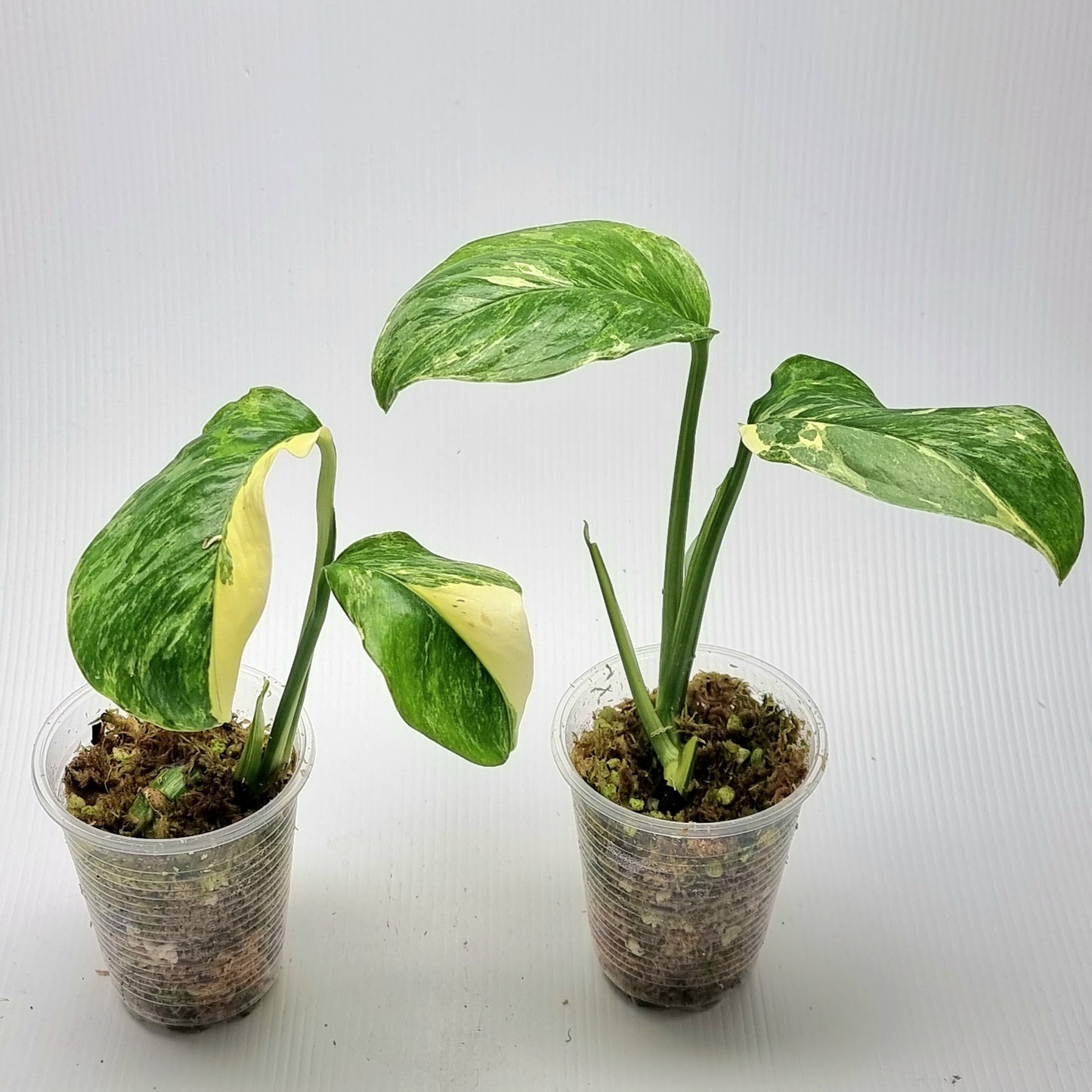 Monstera lechleriana variegated