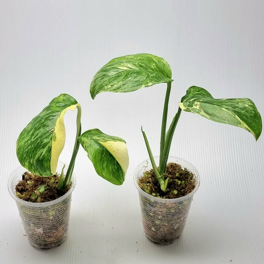 Monstera lechleriana variegated