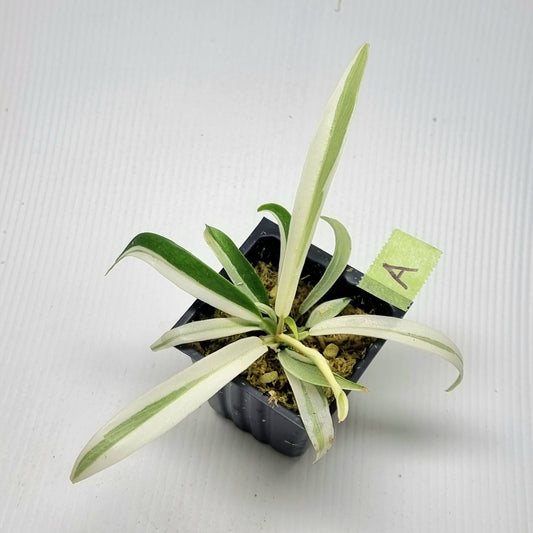 Philodendron tortum Albo Variegated