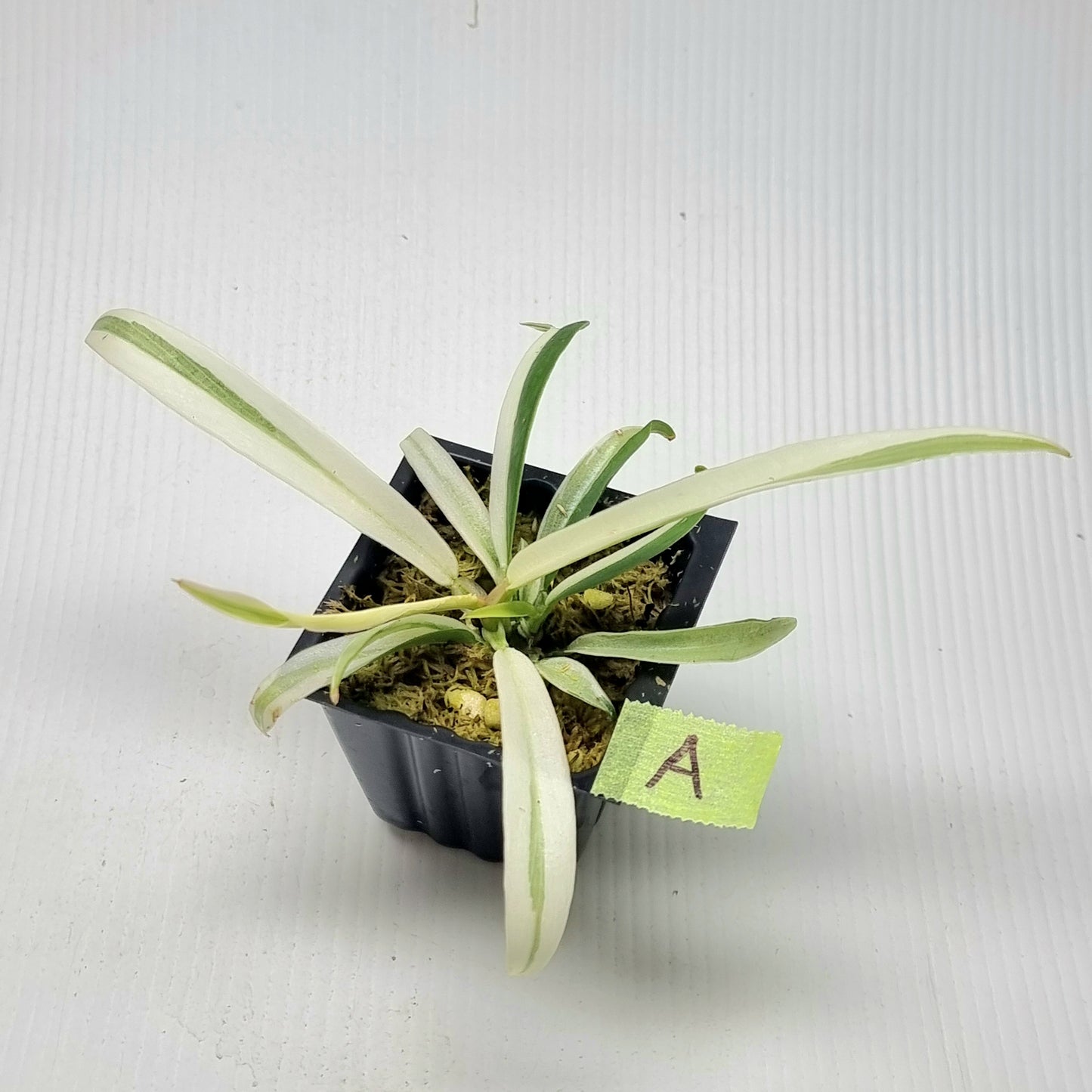 Philodendron tortum Albo Variegated