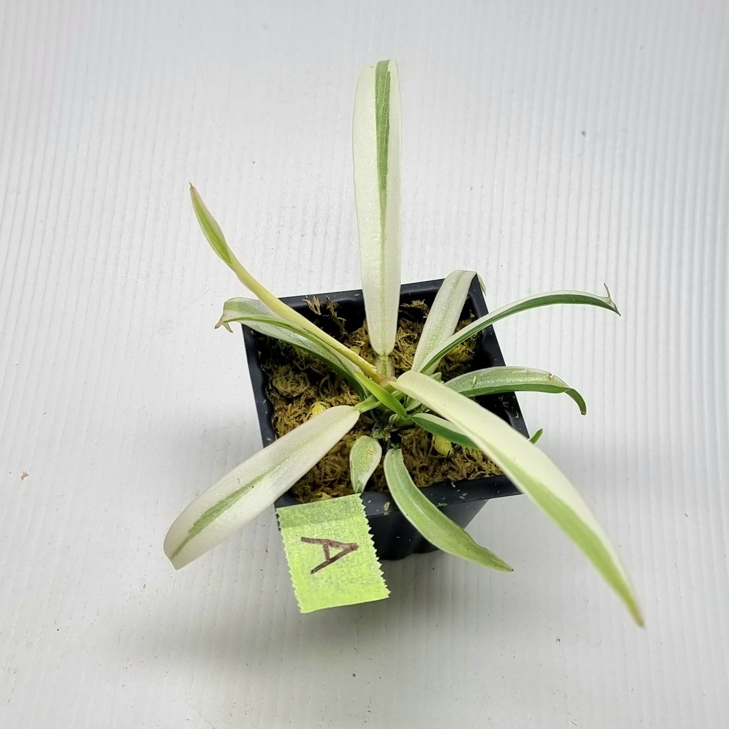 Philodendron tortum Albo Variegated