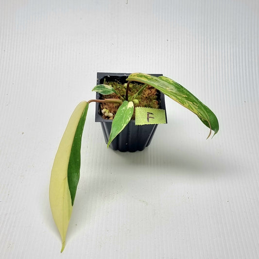 Philodendron joepii Variegated