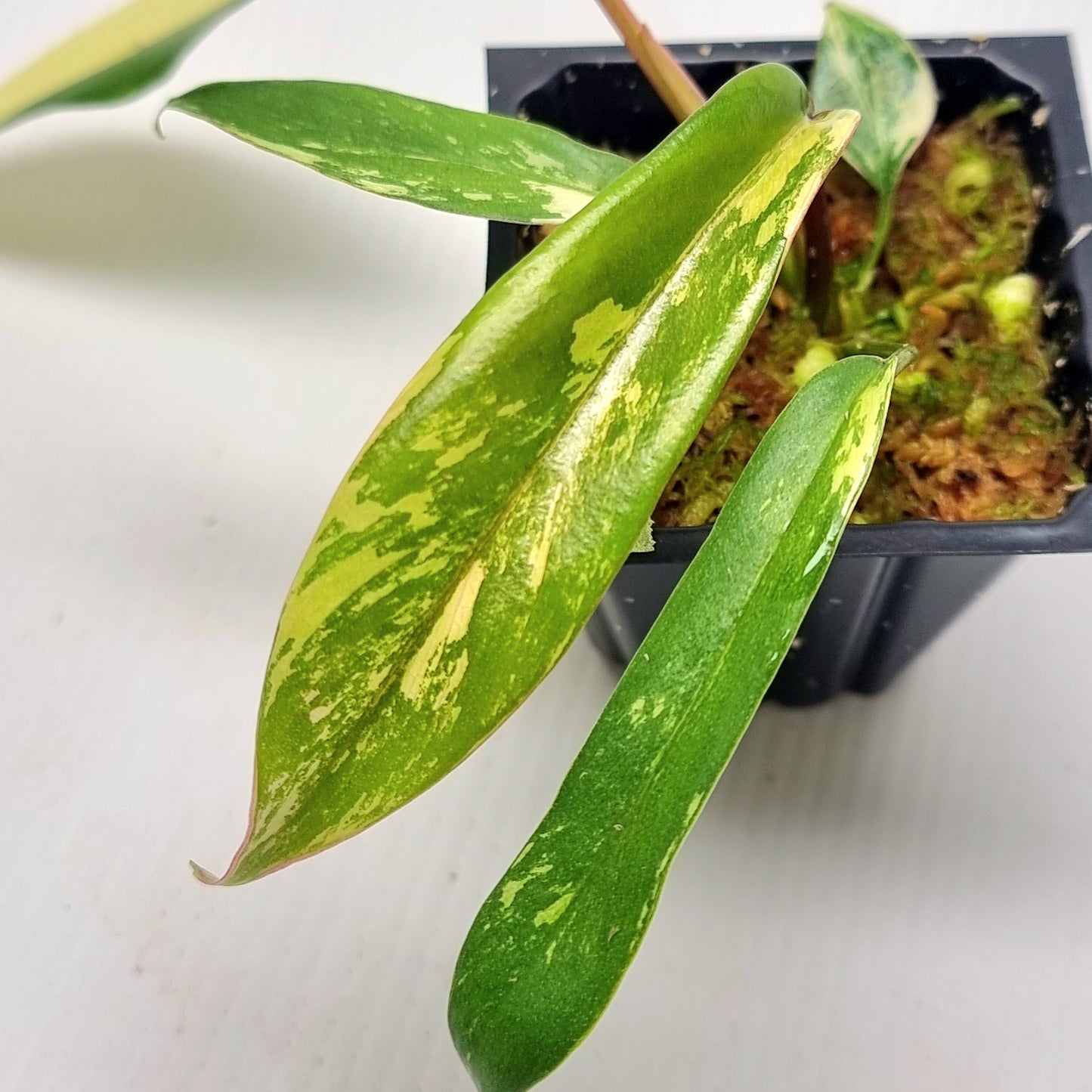 Philodendron joepii Variegated