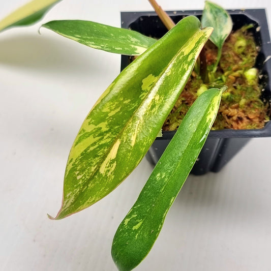 Philodendron joepii Variegated