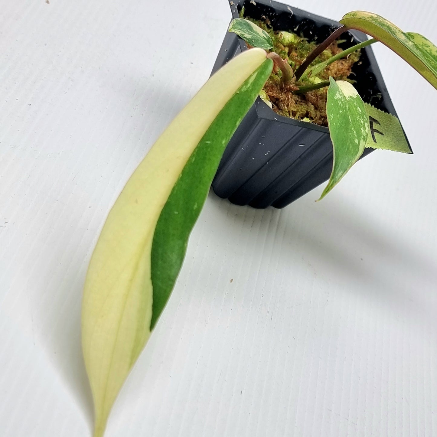 Philodendron joepii Variegated