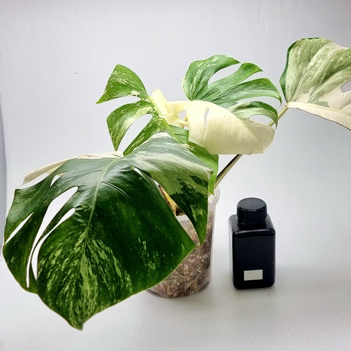 Monstera borsigiana albo variegata