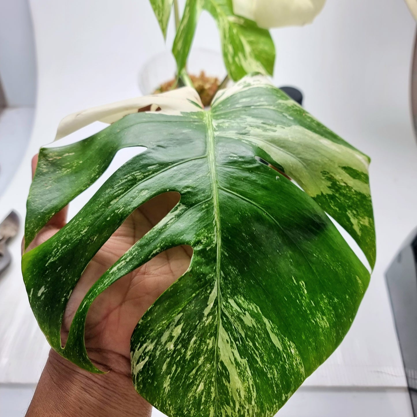 Monstera borsigiana albo variegata