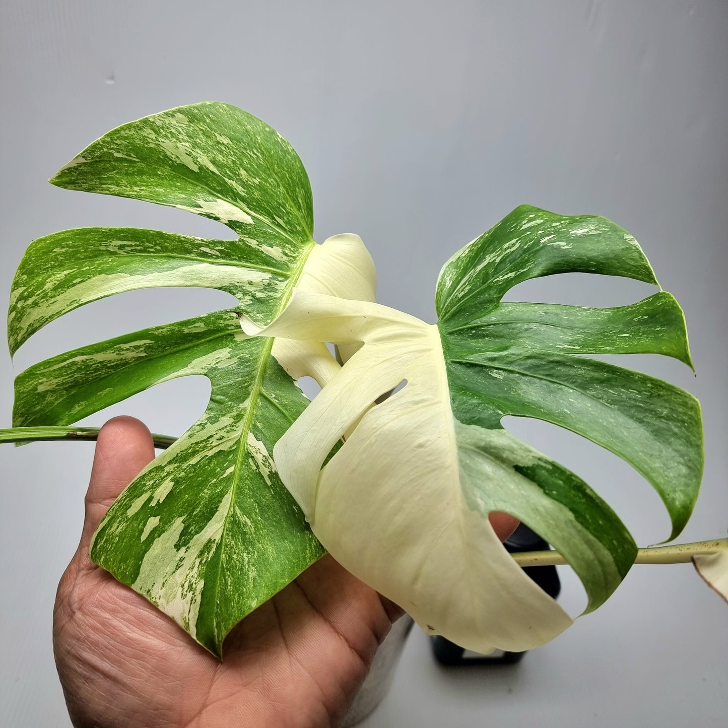 Monstera borsigiana albo variegata