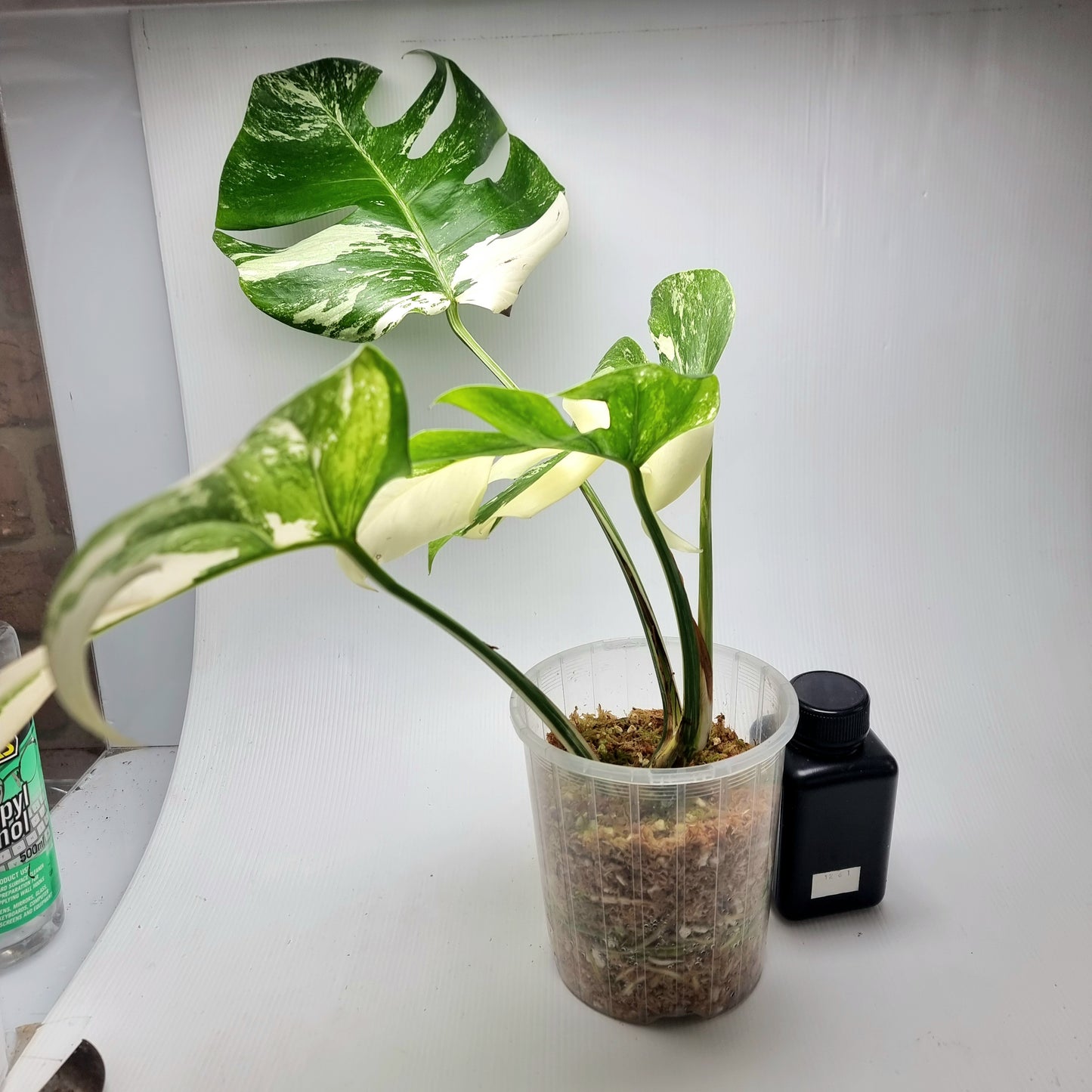 Monstera borsigiana albo variegata