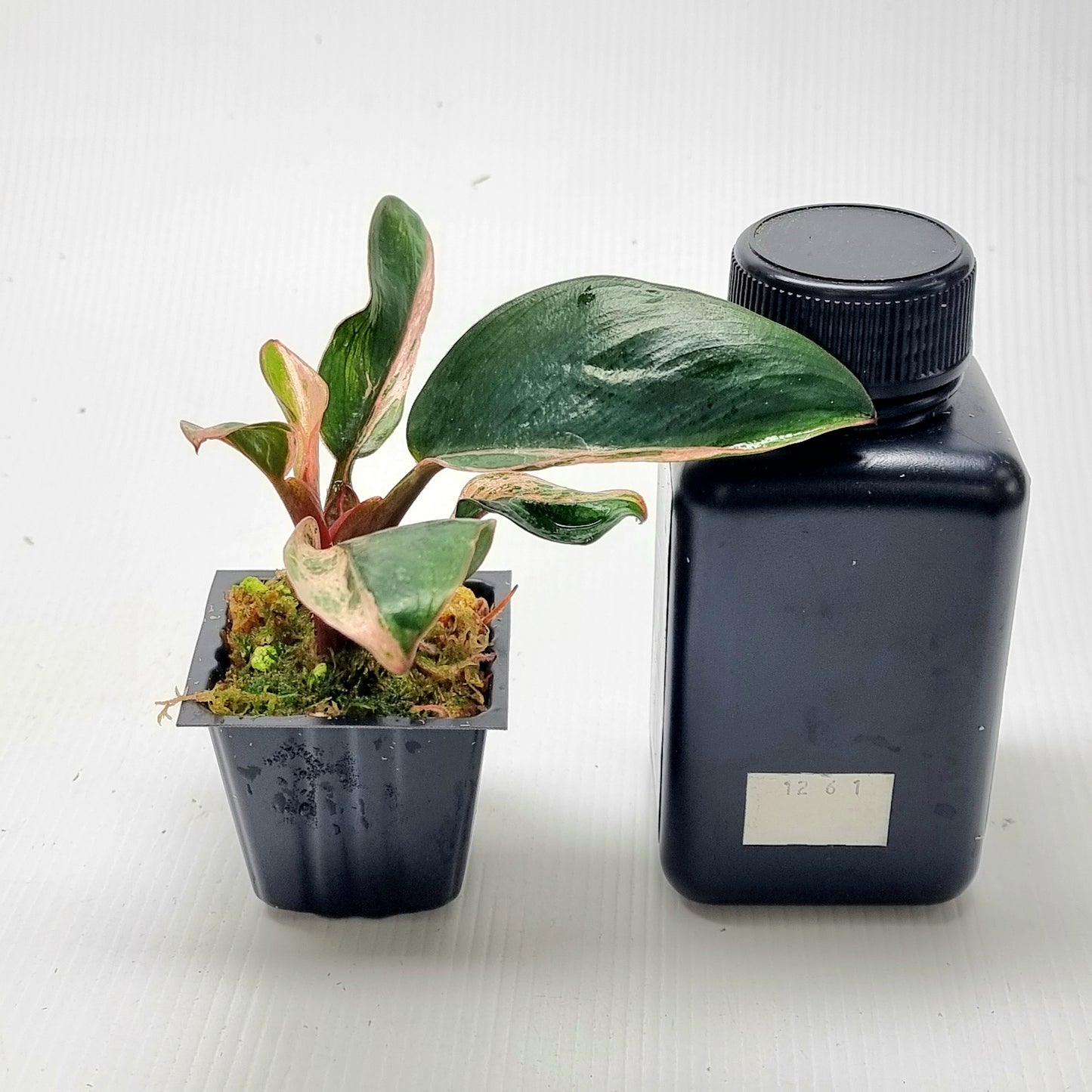Philodendron Red Congo Mint
