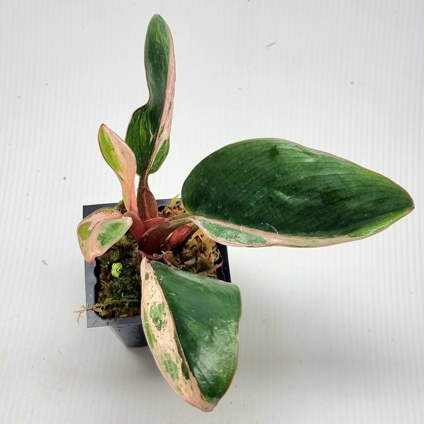 Philodendron Red Congo Mint