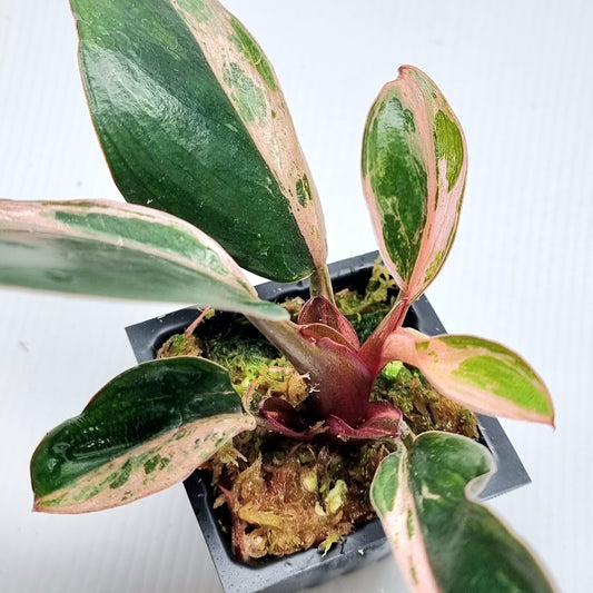 Philodendron Red Congo Mint