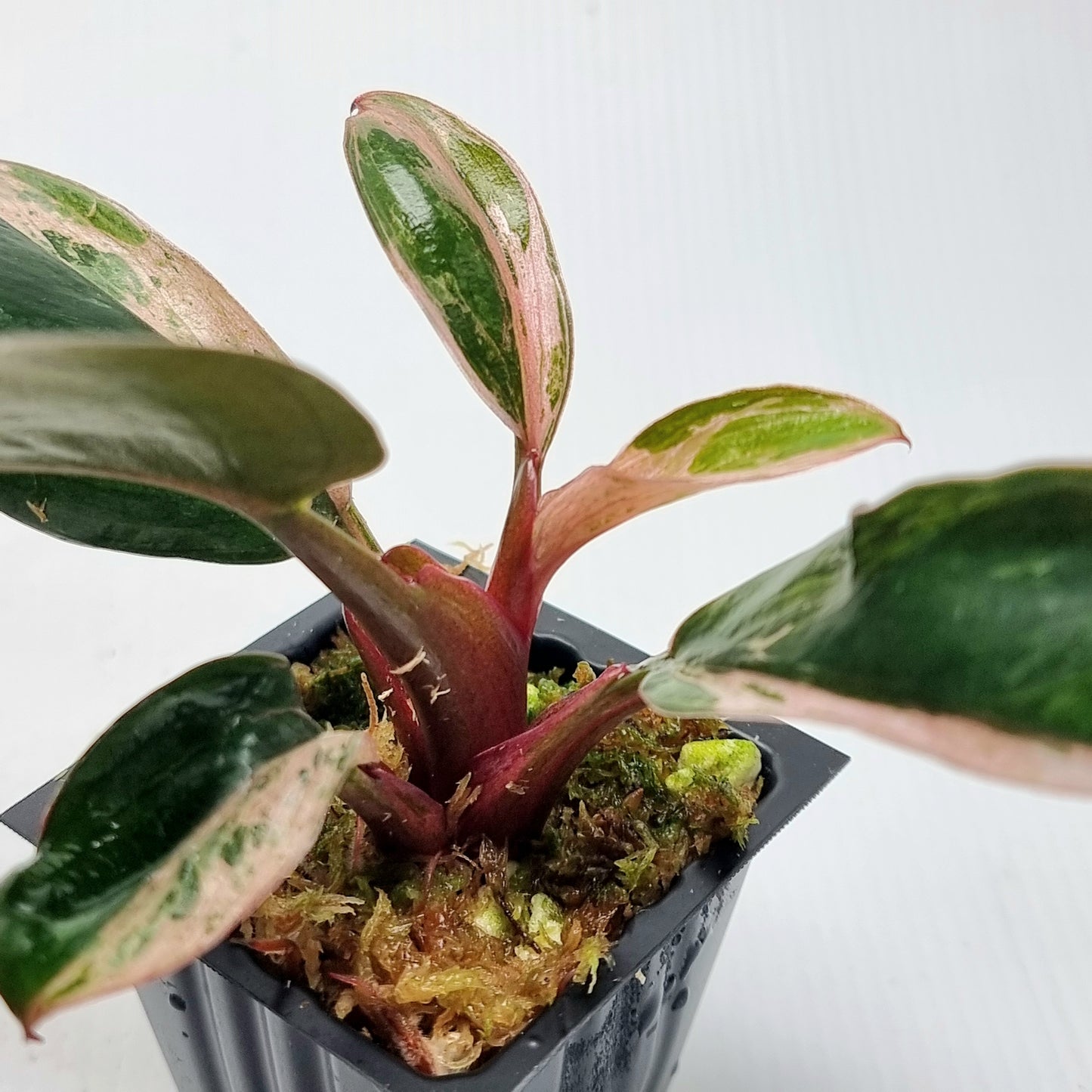 Philodendron Red Congo Mint