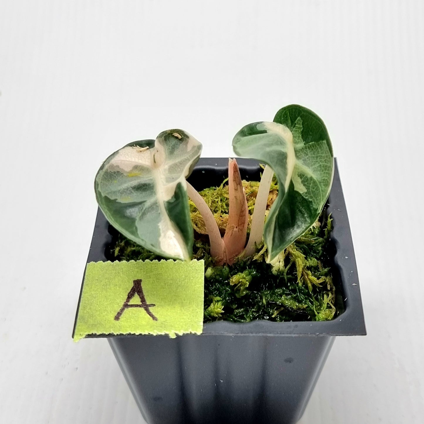 Alocasia Heart Balloon Pink Variegated, 50mm